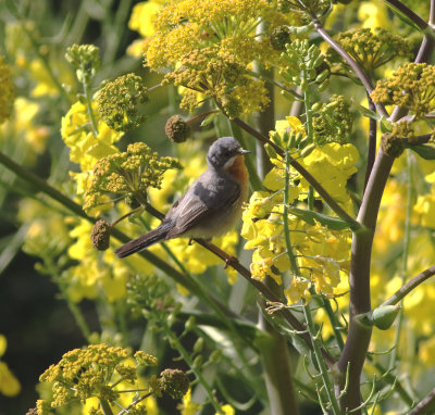 Eastern Subalpine Warbler (Sylvia cantillans)