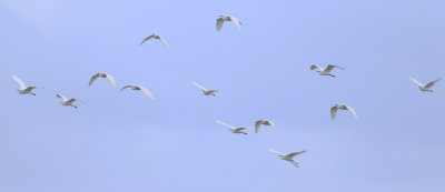 Cattle and Little Egrets (Bubulcus ibis & Egretta garzetta)