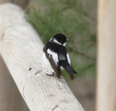 collared_flycatcher