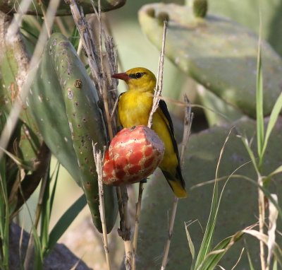 Golden Oriole (Oriolus oriolus)