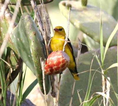 oriolidae