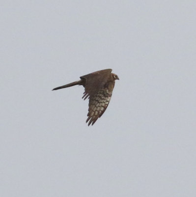 Montagu's Harrier (Circus pygargus)