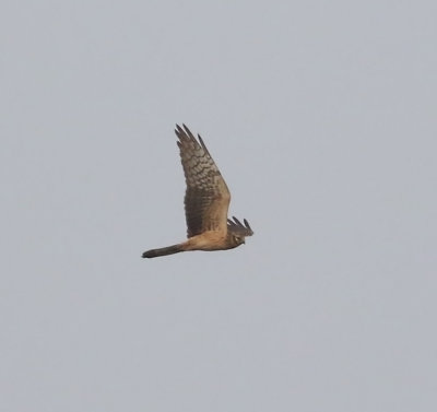 Montagu's Harrier (Circus pygargus)