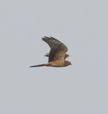 montagus_harrier