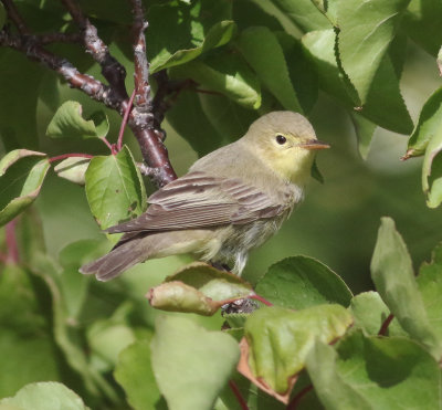 Icterine Warbler (Hippolais icetrina)