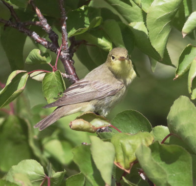 Icterine Warbler (Hippolais icetrina)