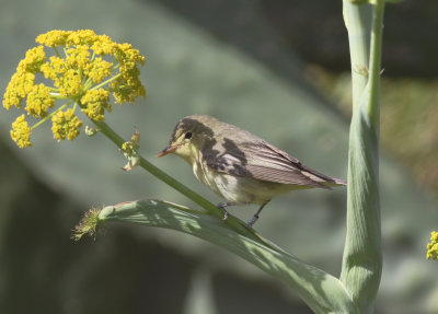 Icterine Warbler (Hippolais icetrina)