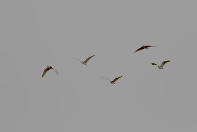 night_heron