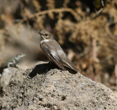 pied_flycatcher