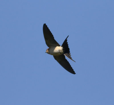 Red-rumped Swallow (Cecropis daurica)