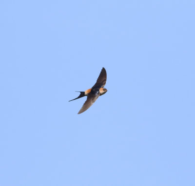 Red-rumped Swallow (Cecropis daurica)