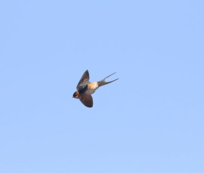 Red-rumped Swallow (Cecropis daurica)