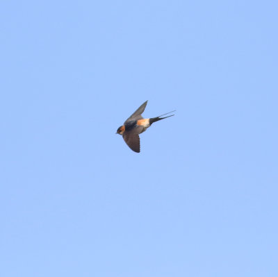 Red-rumped Swallow (Cecropis daurica)