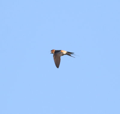 Red-rumped Swallow (Cecropis daurica)