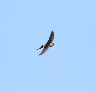 Red-rumped Swallow (Cecropis daurica)