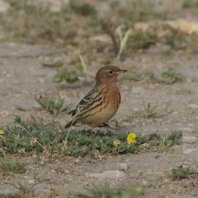 Red-throated Pipit (Anthus cervinus)