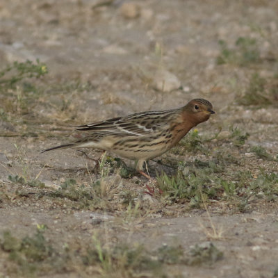 Red-throated Pipit (Anthus cervinus)
