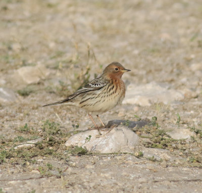 Red-throated Pipit (Anthus cervinus)