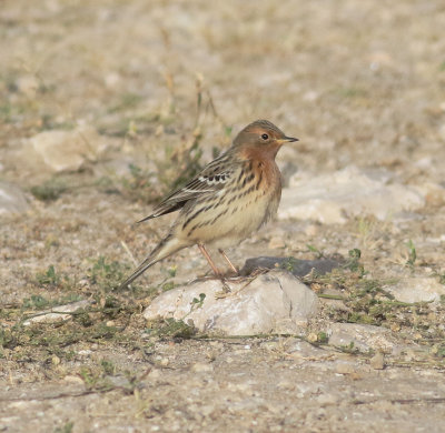 Red-throated Pipit (Anthus cervinus)