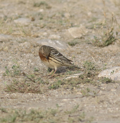 Red-throated Pipit (Anthus cervinus)