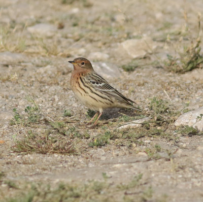 Red-throated Pipit (Anthus cervinus)