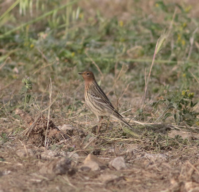 Red-throated Pipit (Anthus cervinus)