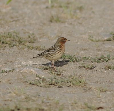 Red-throated Pipit (Anthus cervinus)