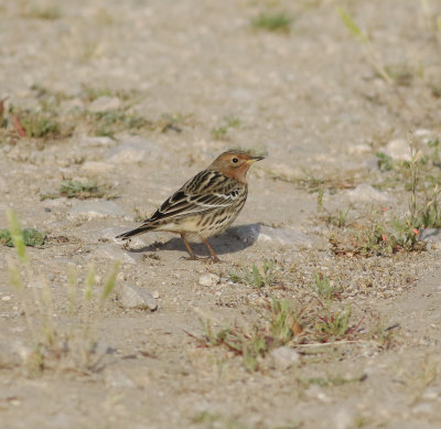 Red-throated Pipit (Anthus cervinus)