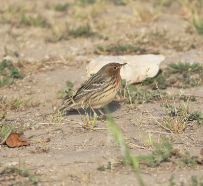 Red-throated Pipit (Anthus cervinus)