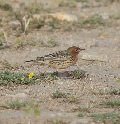 Red-throated Pipit (Anthus cervinus)