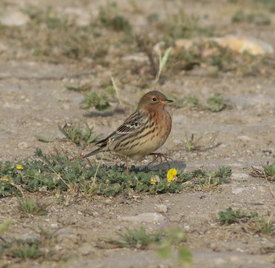 Red-throated Pipit (Anthus cervinus)