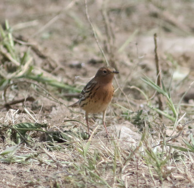 Red-throated Pipit (Anthus cervinus)