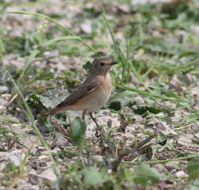 red-throated_pipit