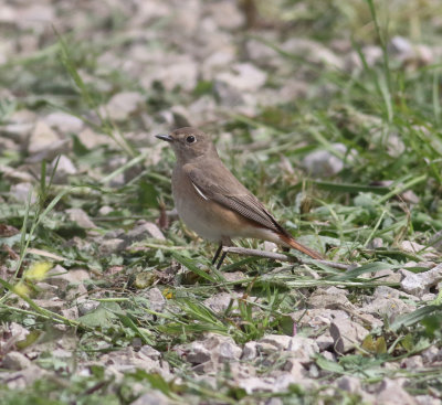 Redstart (Phoenicurus phoenicurus)