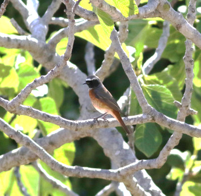 Redstart (Phoenicurus phoenicurus)