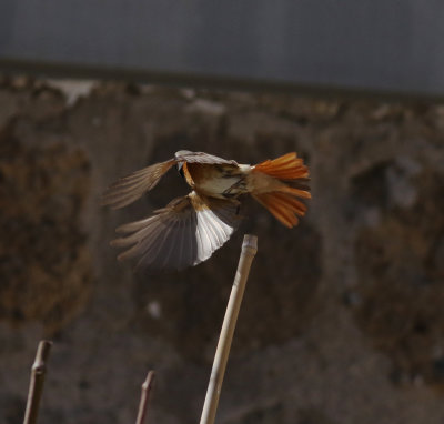 Redstart (Phoenicurus phoenicurus)