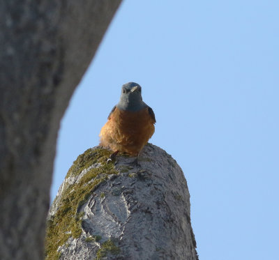 Rock Thrush (Monticola saxatilis)
