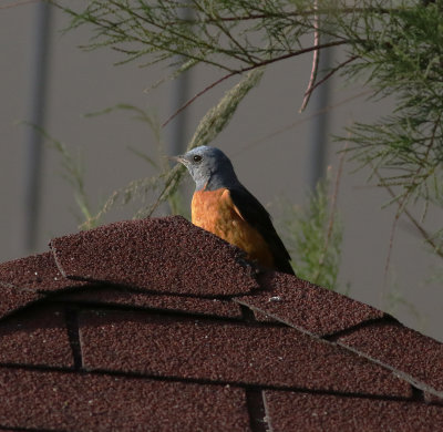 Rock Thrush (Monticola saxatilis)