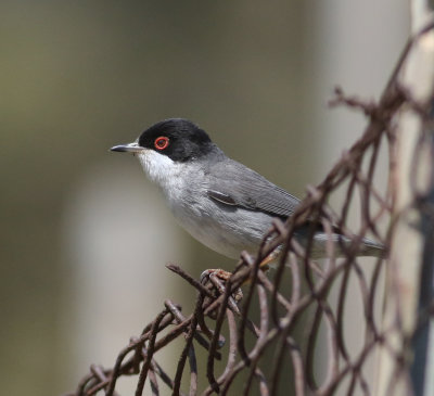 Sardinian Warbler (Sylvia melanocephala)