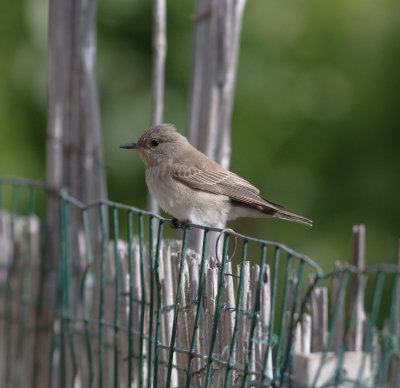 Spotted Flycatcher (Muscicapa striata)
