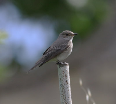 Spotted Flycatcher (Muscicapa striata)