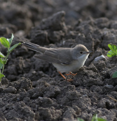 Subalpine Warbler (Sylvia cantillans)