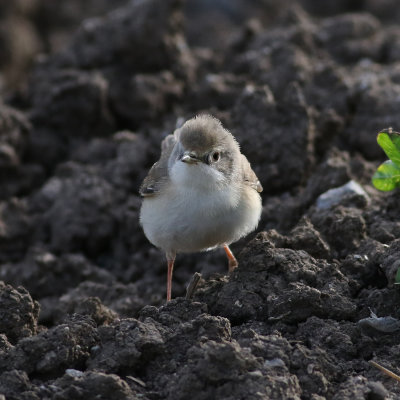 Subalpine Warbler (Sylvia cantillans)