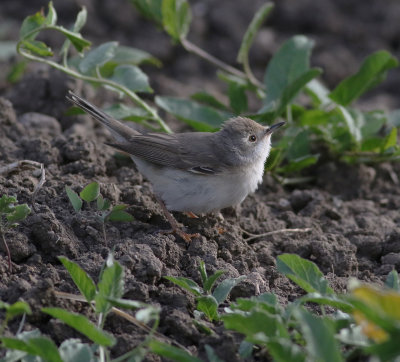 Subalpine Warbler (Sylvia cantillans)