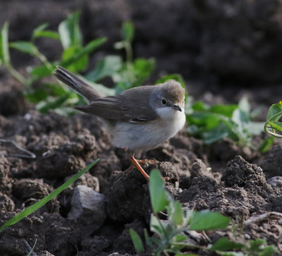 Subalpine Warbler (Sylvia cantillans)