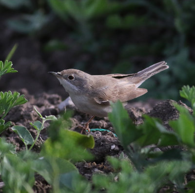 Subalpine Warbler (Sylvia cantillans)