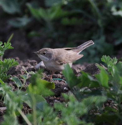 Subalpine Warbler (Sylvia cantillans)