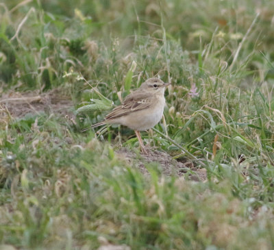 Tawny Pipit (Anthuis campestris)