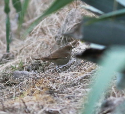 Thrush Nightingale (Luscinia luscinia)