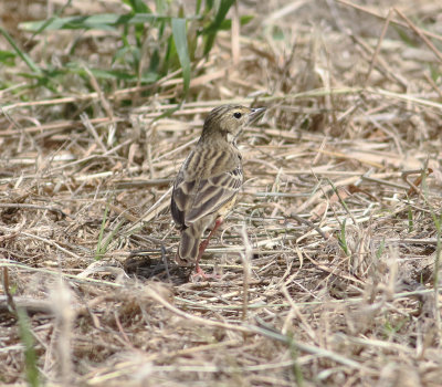 Tree Pipit (Anthus trivialis)